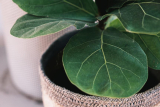 Unlock the Secret to Perfectly Potting Your Fiddle Leaf Fig