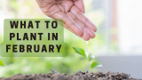 What to plant in February