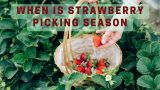 When is strawberry picking season