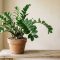 How to propagate ZZ plant: 3 methods, real timelines, honest success rates